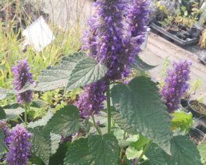 agastache