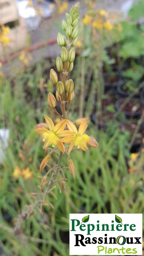 Bulbine