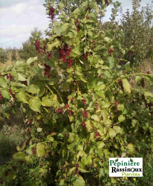 Arbre aux Faisans – Image 3