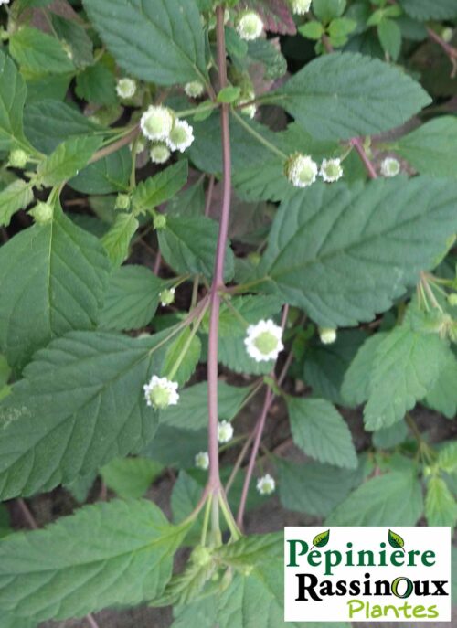 Verveine sucrante - Thé des Astèques