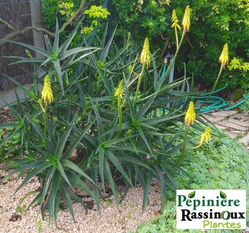 Aloe striatula