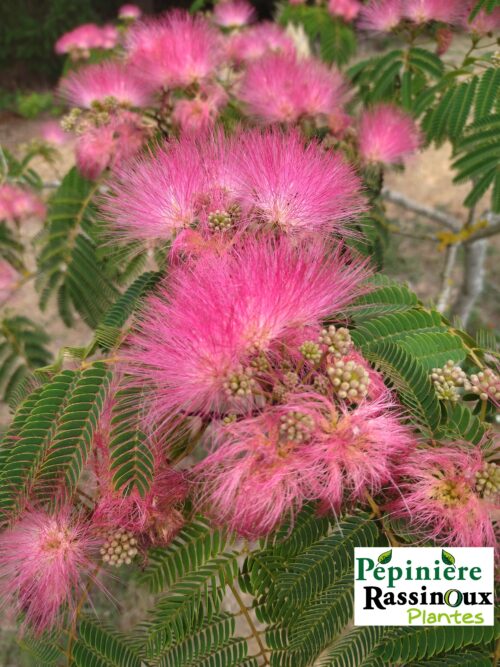 albizia