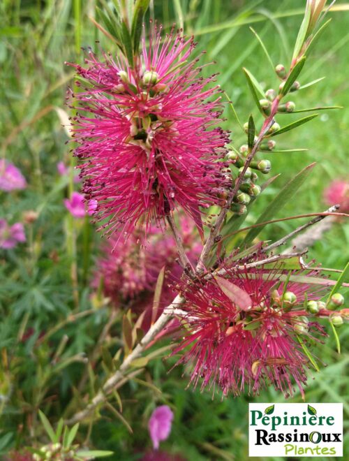 Rince-bouteille , Callistemon