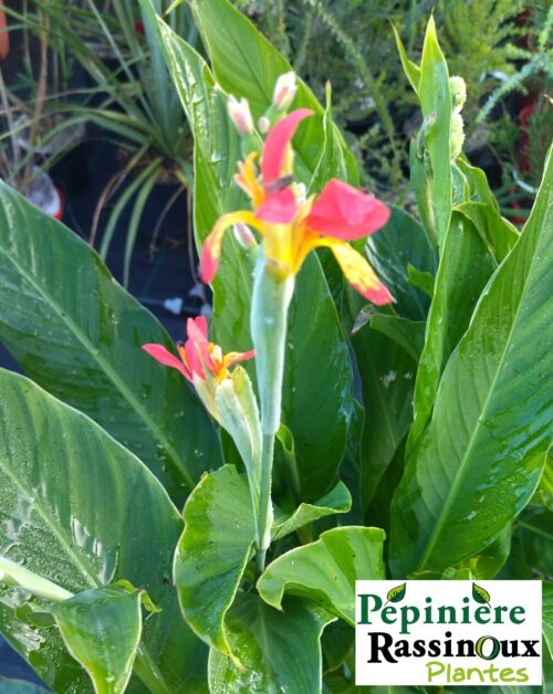 Canna edulis – Image 2