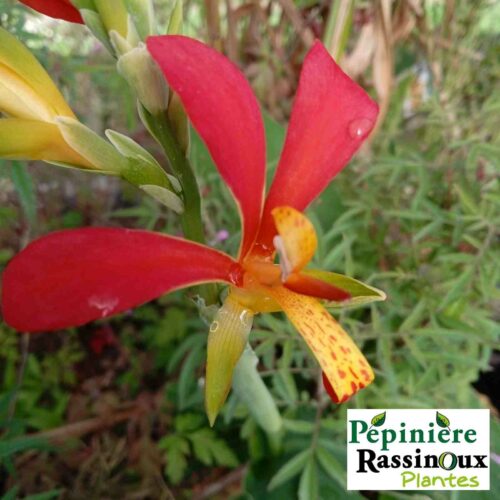 Canna edulis