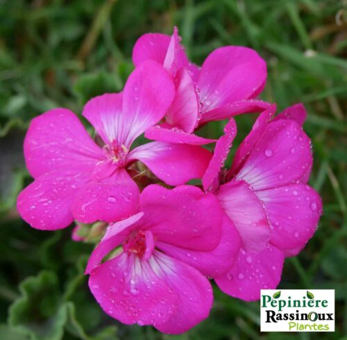 Geranium Calliope Rose