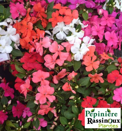 Impatiens – Image 2