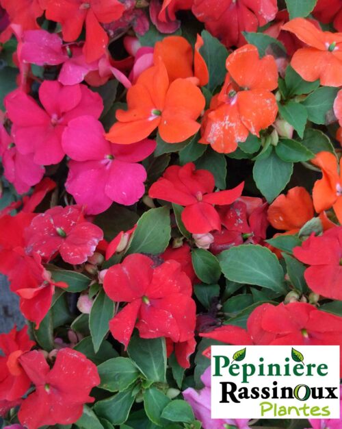 Impatiens