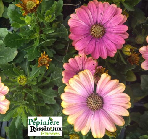 Osteospermum Jaune – Image 2