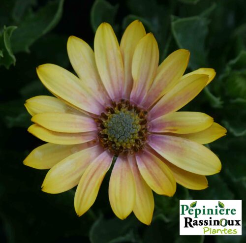 Osteospermum Jaune