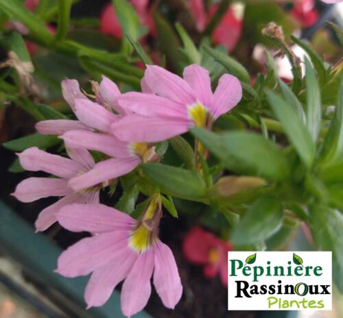 Scaevola Rose